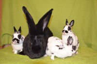 /album/kralici-kunice/a3x-cerne-tecky-beauty-vyber-jpg/